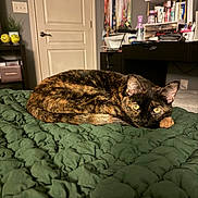 Keiko joined the competition — help win amazing prizes! animal, bedroom, cat, cozy, curled_up, door, feline, furniture, green_blanket, home, indoor, personal_items, pet, quiet, relaxed, resting, shelf, soft_lighting, tortoiseshell, yellow_eyes