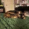 animal, bedroom, cat, cozy, curled_up, door, feline, furniture, green_blanket, home, indoor, personal_items, pet, quiet, relaxed, resting, shelf, soft_lighting, tortoiseshell, yellow_eyes