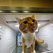 Willow joined the competition — help win amazing prizes! cat, orange_cat, white_cat, animal, pet, feline, standing, inside_refrigerator, refrigerator, appliance, shelf, food, snacks, curious, close_up, portrait, whiskers, ears, tail, indoor