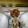 cat, orange_cat, white_cat, animal, pet, feline, standing, inside_refrigerator, refrigerator, appliance, shelf, food, snacks, curious, close_up, portrait, whiskers, ears, tail, indoor