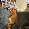 Willow joined the competition — help win amazing prizes! cat, orange_tabby, feline, pet, sleeping, resting, couch, sofa, blanket, fuzzy_texture, striped_tail, indoors, living_room, home, furniture, cozy, relaxed, animal, domestic_cat, portrait