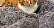 Willow is registered to the contest to win money with this photo: cat, orange_cat, white_chest, tabby, feline, pet, animal, indoors, blanket, gray_blanket, cozy, relaxed, lying_down, portrait, close_up, whiskers, ears, green_eyes, bed, home