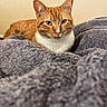 cat, orange_cat, white_chest, tabby, feline, pet, animal, indoors, blanket, gray_blanket, cozy, relaxed, lying_down, portrait, close_up, whiskers, ears, green_eyes, bed, home