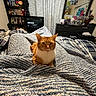 Willow is registered to the contest to win money with this photo: cat, orange_cat, white_chest, pet, animal, portrait, sitting, bedroom, bed, blanket, knitted_blanket, cozy, indoors, home, bookshelf, television, mirror, dresser, curtains, warm_lighting