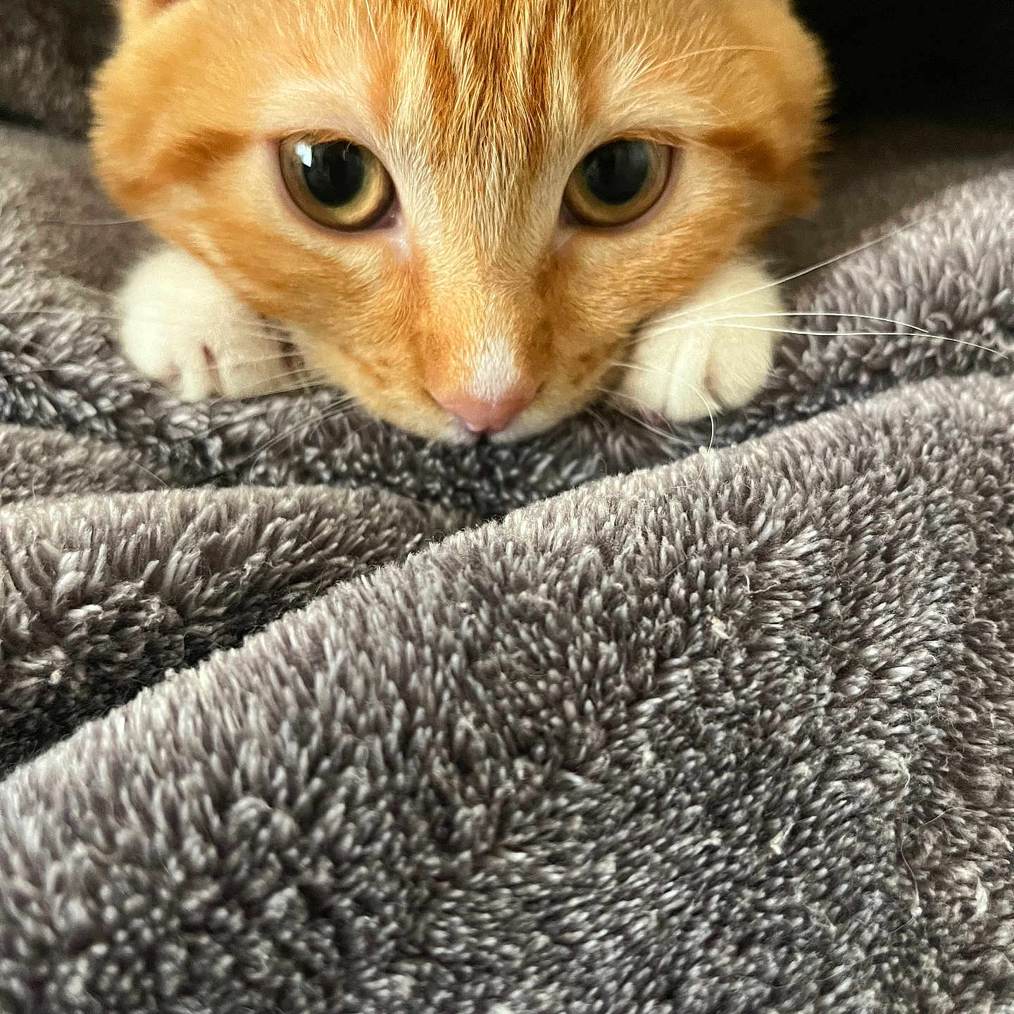 Willow