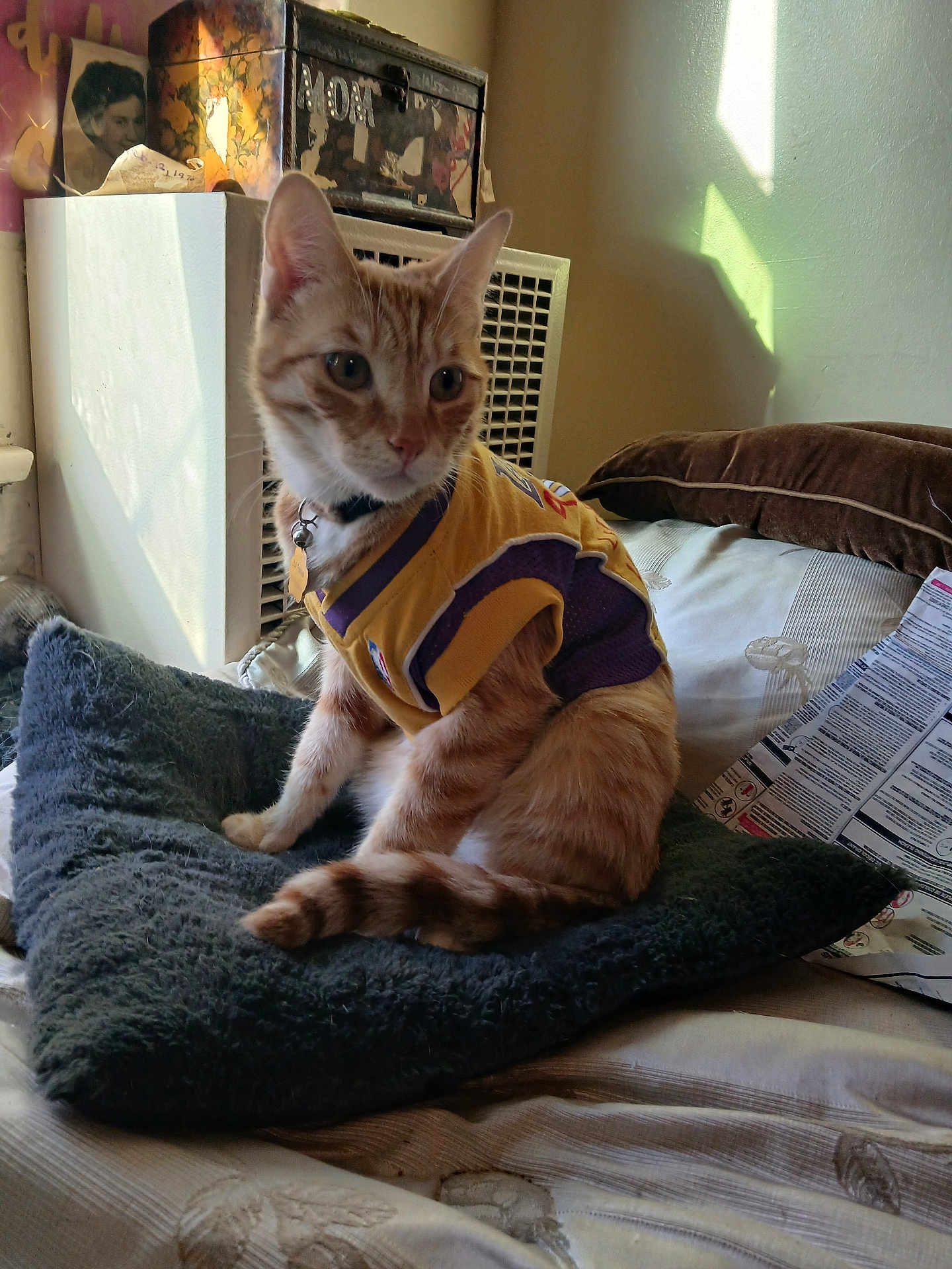 Lil Parks is registered to the contest to win money with this photo: animal, bed, bedspread, cat, collar, cozy, curious, cushion, domestic, feline, furniture, indoor, orange_tabby, pet, relaxed, shadow, soft_lighting, sports_jersey, striped_fur, window_light