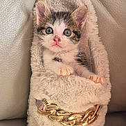 Aaron participe au concours pour gagner de l'argent avec cette photo : kitten, cat, slipper, furry, gold_chain, pet, cute, animal, indoor, leather_couch, soft, cozy, small, young, fur, ears, whiskers, paws, resting, closeup