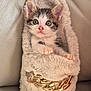 kitten, cat, slipper, furry, gold_chain, pet, cute, animal, indoor, leather_couch, soft, cozy, small, young, fur, ears, whiskers, paws, resting, closeup