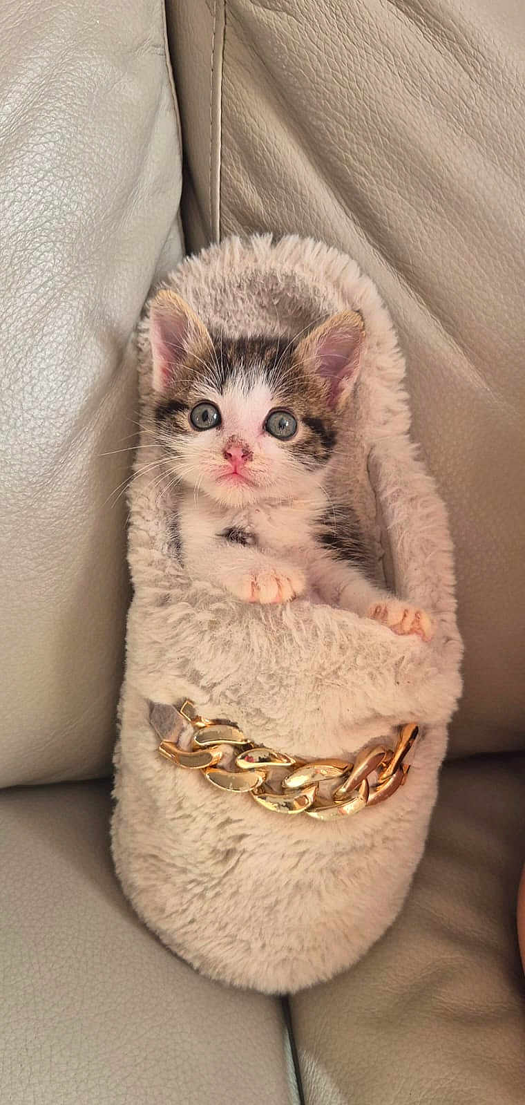 Aaron participe au concours pour gagner de l'argent avec cette photo : kitten, cat, slipper, furry, gold_chain, pet, cute, animal, indoor, leather_couch, soft, cozy, small, young, fur, ears, whiskers, paws, resting, closeup