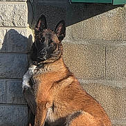 Roméo a rejoint le concours — aidez-le/la à gagner de superbes lots ! alert, animal, black_face, brown_fur, canine, daylight, dog, ears_up, grass, green_box, nature, outdoor, pet, portrait, shadow, sign, sitting, stone_wall, sunlight, texture