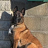alert, animal, black_face, brown_fur, canine, daylight, dog, ears_up, grass, green_box, nature, outdoor, pet, portrait, shadow, sign, sitting, stone_wall, sunlight, texture