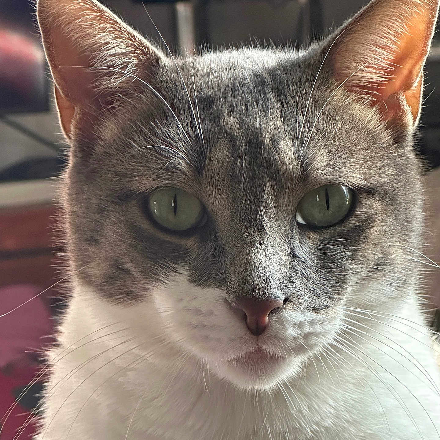 Tigrou participe au concours pour gagner de l'argent avec cette photo : animal, background_blur, cat, close_up, cute, domestic_cat, ears, face, feline, fur, gray_cat, green_eyes, indoor, looking, muzzle, pet, portrait, soft_light, whiskers, white_fur