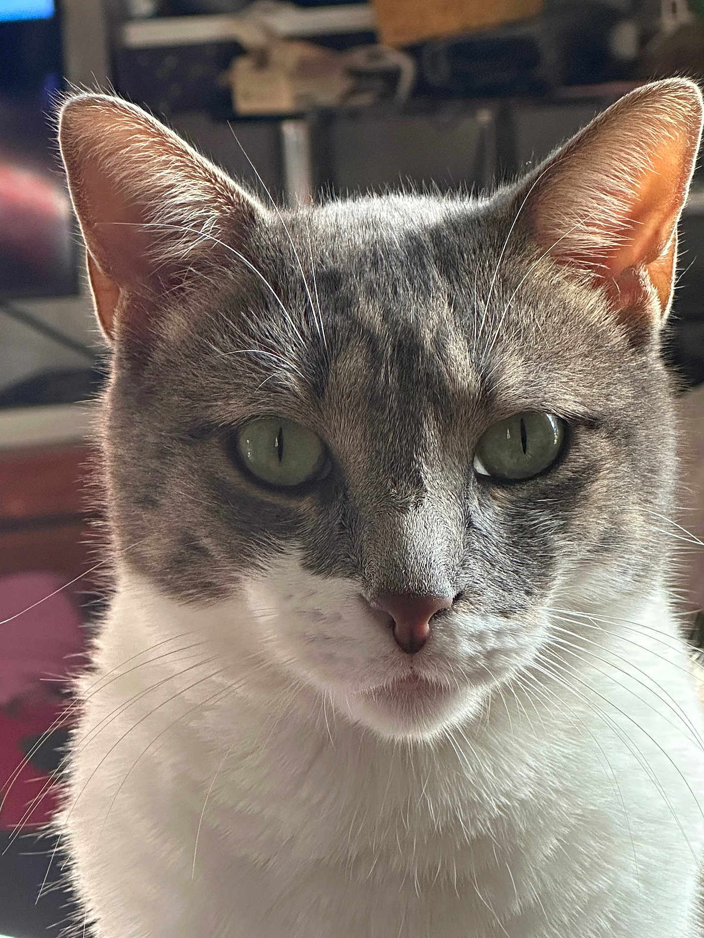 Tigrou participe au concours pour gagner de l'argent avec cette photo : cat, close_up, gray_cat, white_fur, whiskers, green_eyes, pet, domestic_cat, indoor, portrait, feline, cute, animal, fur, face, muzzle, ears, soft_light, background_blur, looking
