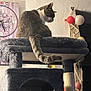 cat, cat_tree, gray_cat, tail, indoor, furniture, clock, wall, decor, string_lights, pet, feline, cozy, home, relaxed, looking_away, fluffy, sitting, furry, animal