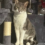 Tigrou participe au concours pour gagner de l'argent avec cette photo : cat, gray, white, cat_tree, indoor, pet, feline, sitting, fur, whiskers, play_toy, curious, calm, domestic_cat, animal, portrait, cozy, household, paw, tail