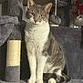cat, gray, white, cat_tree, indoor, pet, feline, sitting, fur, whiskers, play_toy, curious, calm, domestic_cat, animal, portrait, cozy, household, paw, tail
