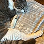 Tigrou participe au concours pour gagner de l'argent avec cette photo : blanket, cat, closeup, comfort, cozy, cute, feline, fur, gray, heart, indoor, pattern, paw, pet, relaxation, resting, sleeping, snowflake, tail, white