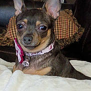 Nova is registered to the contest to win money with this photo: dog, pet, chihuahua, collar, blanket, indoor, couch, pillow, brown, small_dog, ears, fur, cute, domestic_animal, animal, portrait, sitting, looking, face, accessory