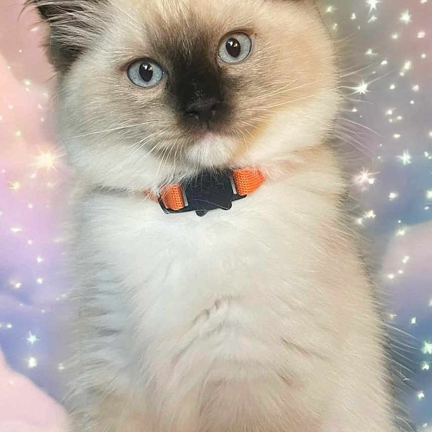 Kody joined the competition — help win amazing prizes! accessories, angora, animal, cat, collar, face, head, kitten, manx, person, pet, photography, portrait, siamese