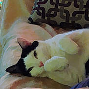 Atticus is registered to the contest to win money with this photo: cat, black_and_white, lying_down, blanket, pillow, indoor, relaxed, sleepy, pet, fur, cozy, resting, cute, animal, mammal, whiskers, ears, nose, soft, comfort