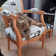 Sky participe au concours pour gagner de l'argent avec cette photo : animal, armchair, cat, cozy, cute, cute_pet, domestic_cat, floor_tiles, fluffy, furniture, indoors, living_room, mammal, newspaper_print, pet, relaxed, resting, tabby_cat, upholstery, wood