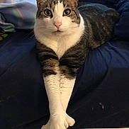 Winston joined the competition — help win amazing prizes! animal, bed, blanket, cat, closeup, cozy, cute, domestic_cat, feline, fur, indoor, laptop, paw, pet, portrait, relaxed, resting, stretching, tabby, white_fur