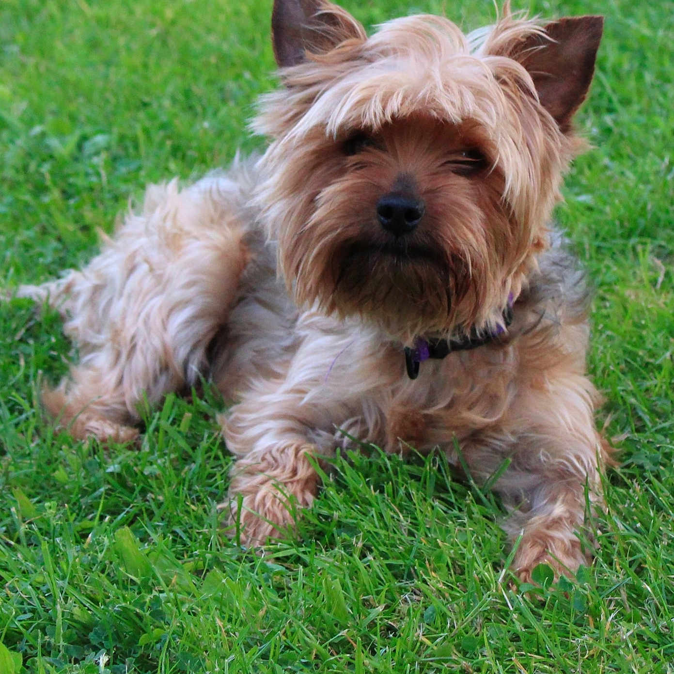 Kiara participe au concours pour gagner de l'argent avec cette photo : affenpinscher, animal, ball, canine, dog, field, football, grass, grassland, green, lawn, nature, outdoors, pet, plant, puppy, soccer, soccerball, sport, terrier