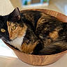 cat, calico_cat, wooden_bowl, pet, animal, fur, orange, black, white, indoor, cozy, curious, eyes, face, closeup, resting, cute, domestic_cat, soft_light, wood