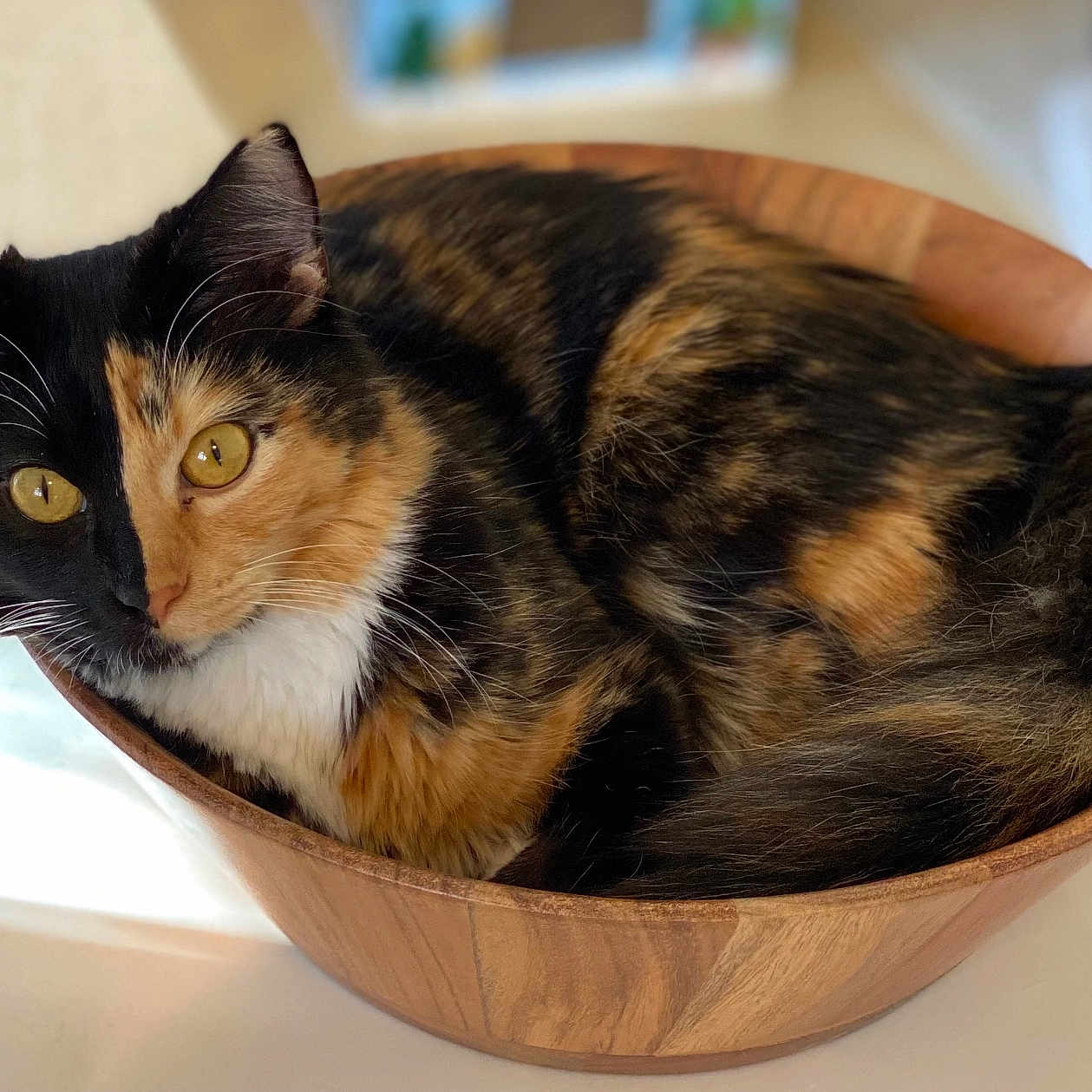 Priscilla