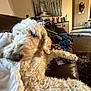 Joy is registered to the contest to win money with this photo: dog, white_dog, curly_fur, couch, blankets, clothes, living_room, painting, wall_art, floor, home_interior, carpet, furniture, relaxed, pet, cozy, indoor, household_items, brown_couch, curly_coat