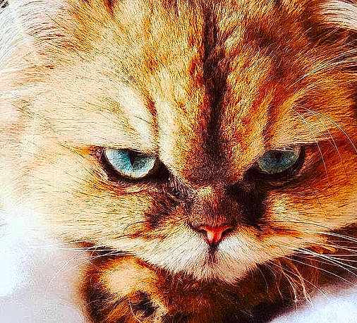 Perli Poupette a rejoint le concours — aidez-le/la à gagner de superbes lots ! art, carnivore, cat, domestic_short_haired_cat, drawing, fawn, felidae, fur, graphics, illustration, painting, paw, small_to_medium_sized_cats, snout, tail, terrestrial_animal, visual_arts, watercolor_paint, whiskers, wildlife