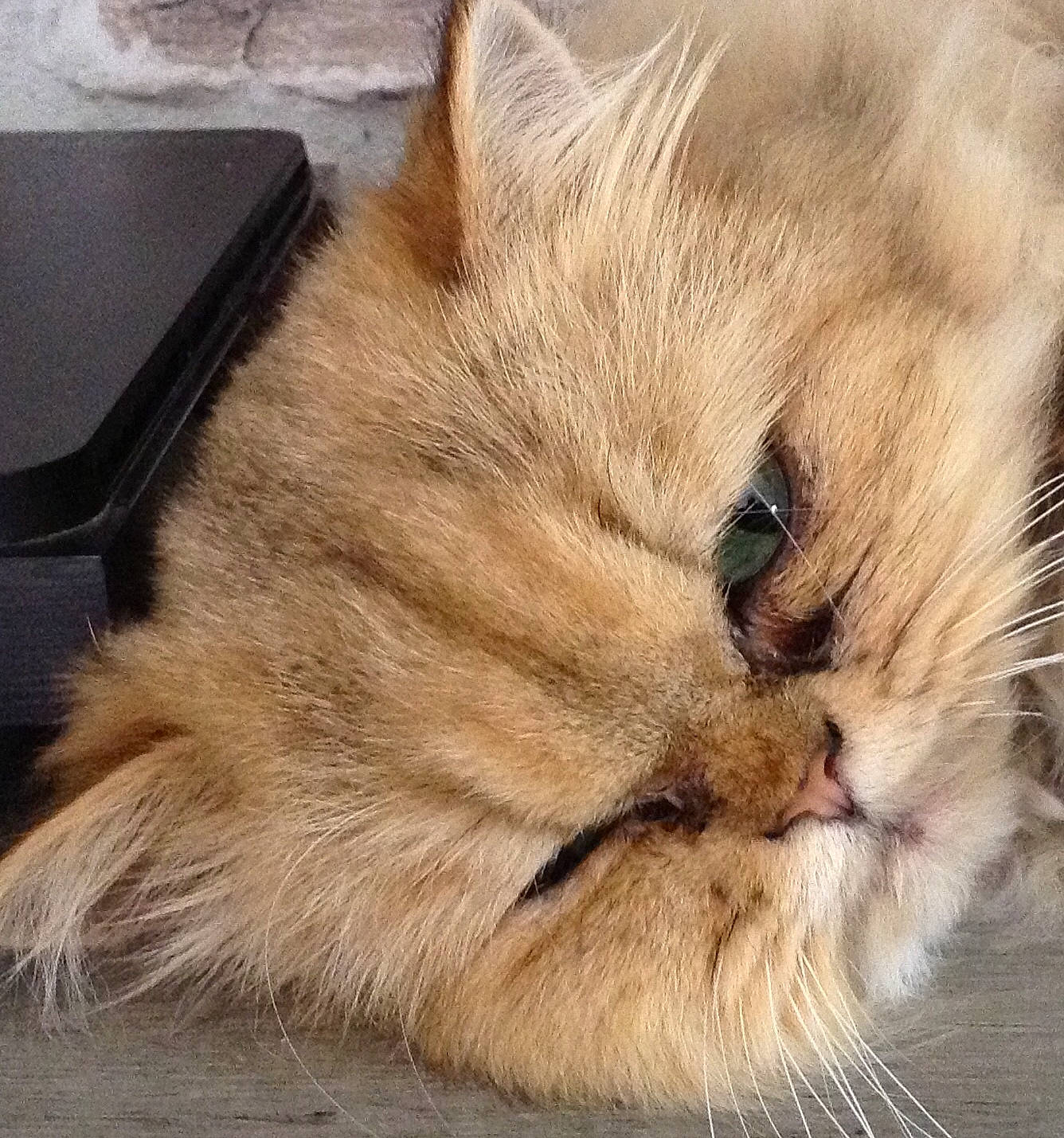 Perli Poupette a rejoint le concours — aidez-le/la à gagner de superbes lots ! carnivore, cat, claw, comfort, domestic_short_haired_cat, fawn, felidae, fur, nap, paw, photo_caption, sleep, small_to_medium_sized_cats, snout, tail, terrestrial_animal, whiskers, wildlife, wood