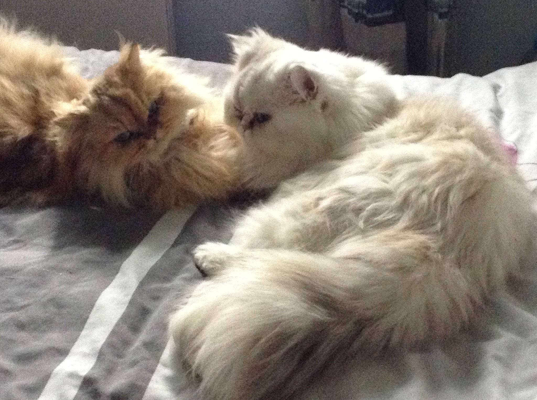 Perli Poupette participe au concours pour gagner de l'argent avec cette photo : british_longhair, canidae, carnivore, cat, claw, comfort, companion_dog, dog_breed, fawn, felidae, fur, nap, paw, ragdoll, selkirk_rex, sleep, small_to_medium_sized_cats, snout, tail, whiskers