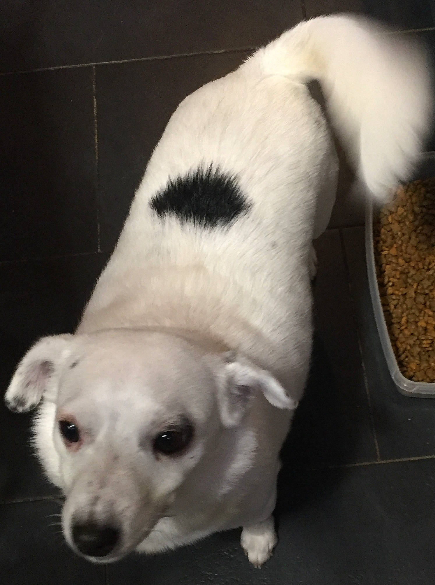 Nina participe au concours pour gagner de l'argent avec cette photo : canidae, carnivore, comfort, companion_dog, dog, dog_breed, fawn, flooring, fur, monochrome_photography, non_sporting_group, paw, pet_supply, sporting_group, tail, terrestrial_animal, whiskers, working_animal