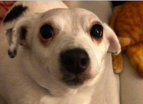 Nina a rejoint le concours — aidez-le/la à gagner de superbes lots ! canidae, carnivore, close_up, companion_dog, dog, dog_breed, ear, fawn, fur, nose, smile, snout, sporting_group, terrestrial_animal, whiskers, working_animal