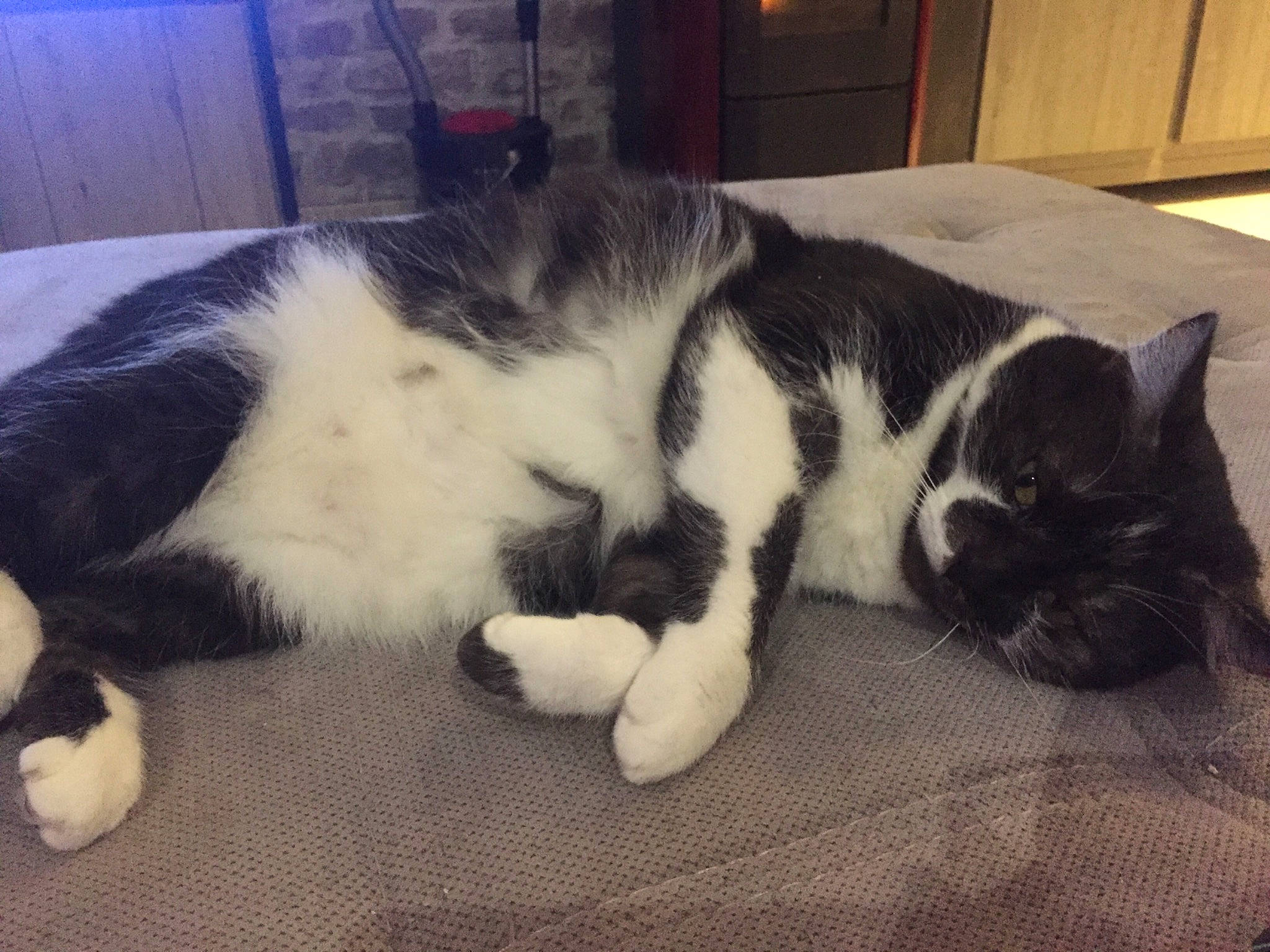 Charlo participe au concours pour gagner de l'argent avec cette photo : carnivore, cat, claw, comfort, dog_breed, domestic_short_haired_cat, eye, felidae, flooring, foot, fur, mammal, nap, paw, small_to_medium_sized_cats, tail, terrestrial_animal, vertebrate, whiskers, wood