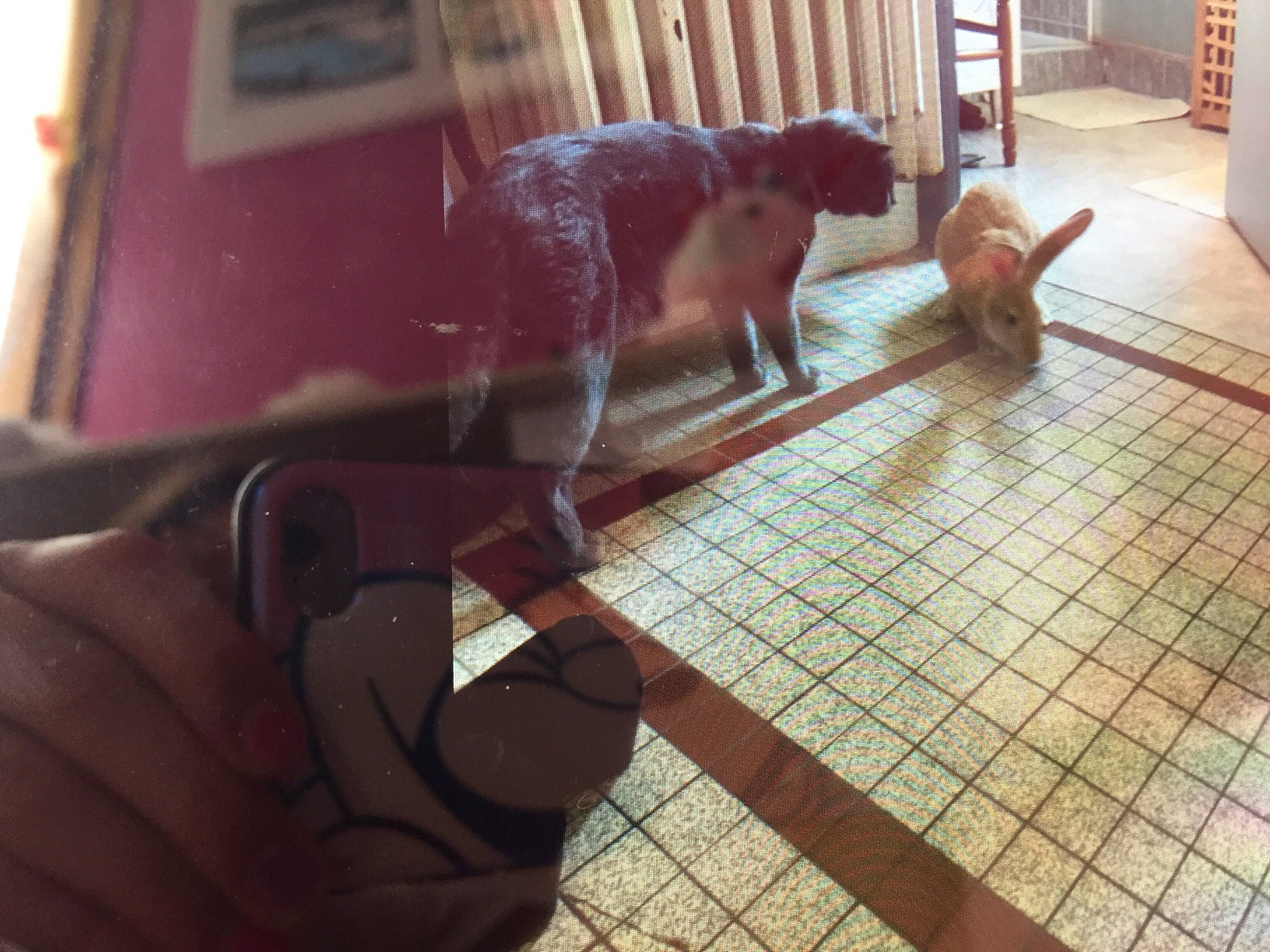 Pépète participe au concours pour gagner de l'argent avec cette photo : carnivore, cat, companion_dog, dog_breed, domestic_short_haired_cat, fawn, felidae, floor, flooring, fur, gesture, hardwood, room, small_to_medium_sized_cats, sporting_group, tail, thumb, tile, whiskers, wood