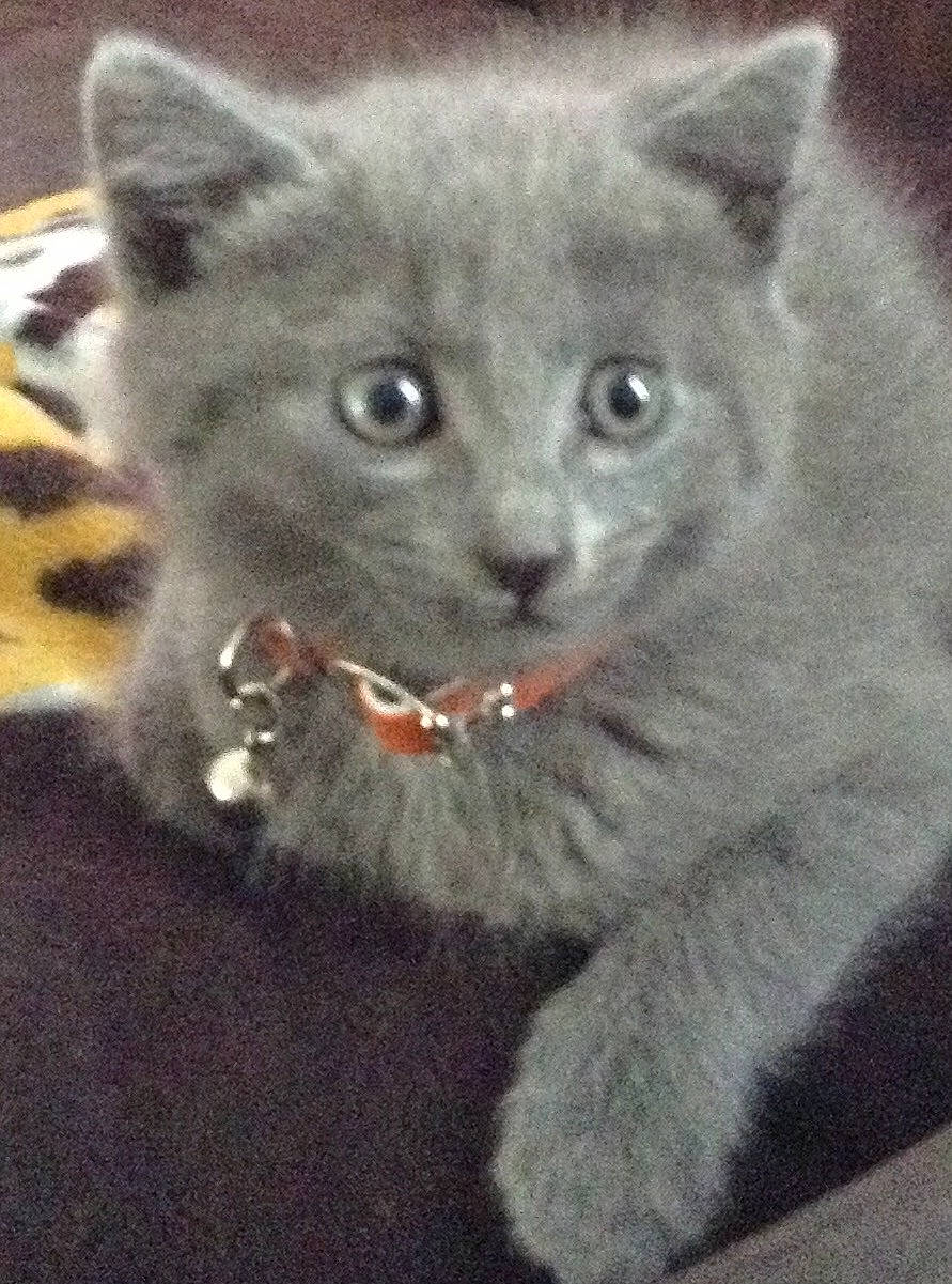 Minoichka participe au concours pour gagner de l'argent avec cette photo : carnivore, cat, cat_supply, domestic_short_haired_cat, eye, felidae, fur, grey, paw, photo_caption, russian_blue, small_to_medium_sized_cats, snout, tail, terrestrial_animal, whiskers