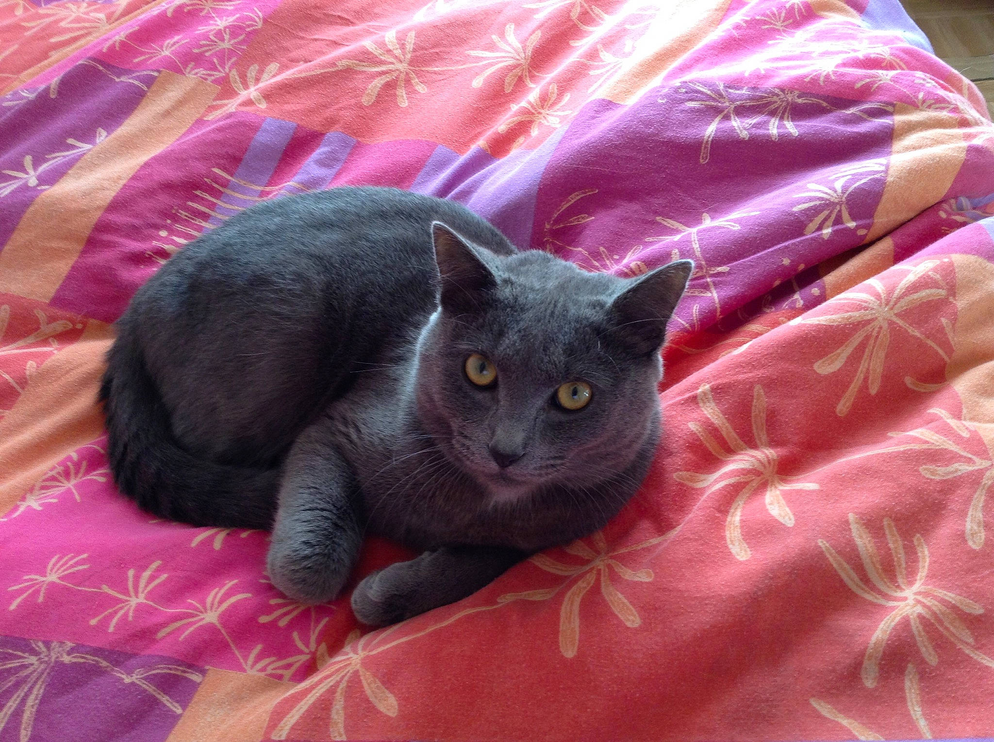 Minoichka a rejoint le concours — aidez-le/la à gagner de superbes lots ! black_cat, bombay, carnivore, cat, cat_supply, comfort, domestic_short_haired_cat, fawn, felidae, fur, grey, magenta, mammal, pink, plant, purple, small_to_medium_sized_cats, snout, tail, whiskers