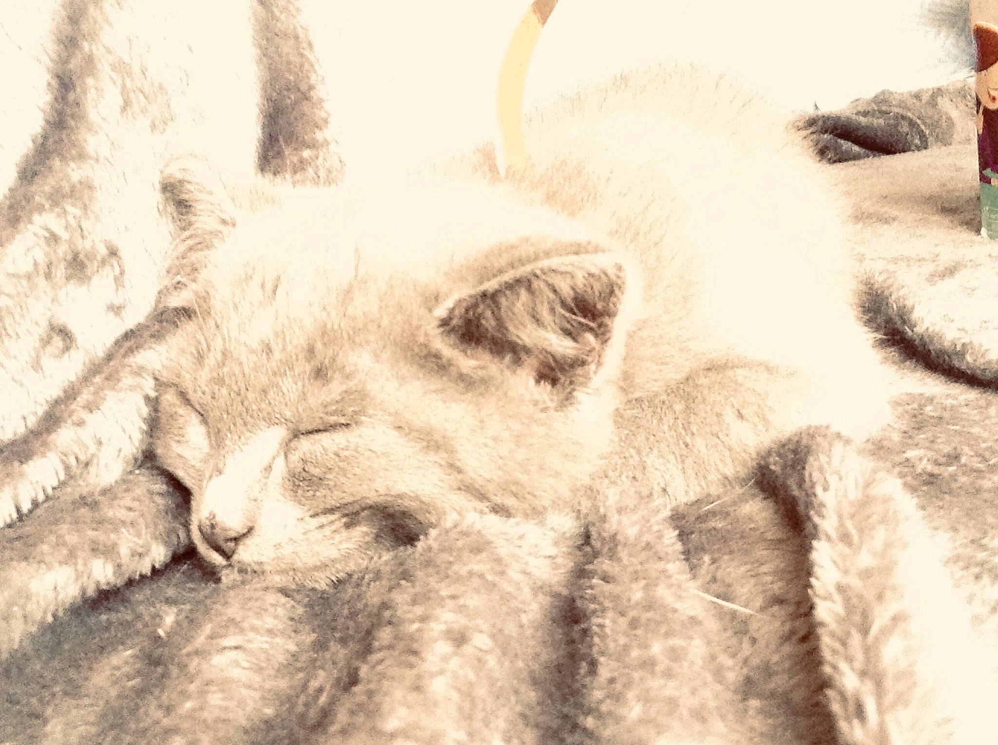 Minoichka a rejoint le concours — aidez-le/la à gagner de superbes lots ! art, carnivore, cat, close_up, eyelash, fawn, felidae, fur, livestock, monochrome, monochrome_photography, pattern, paw, small_to_medium_sized_cats, snout, stock_photography, tail, terrestrial_animal, whiskers, wildlife