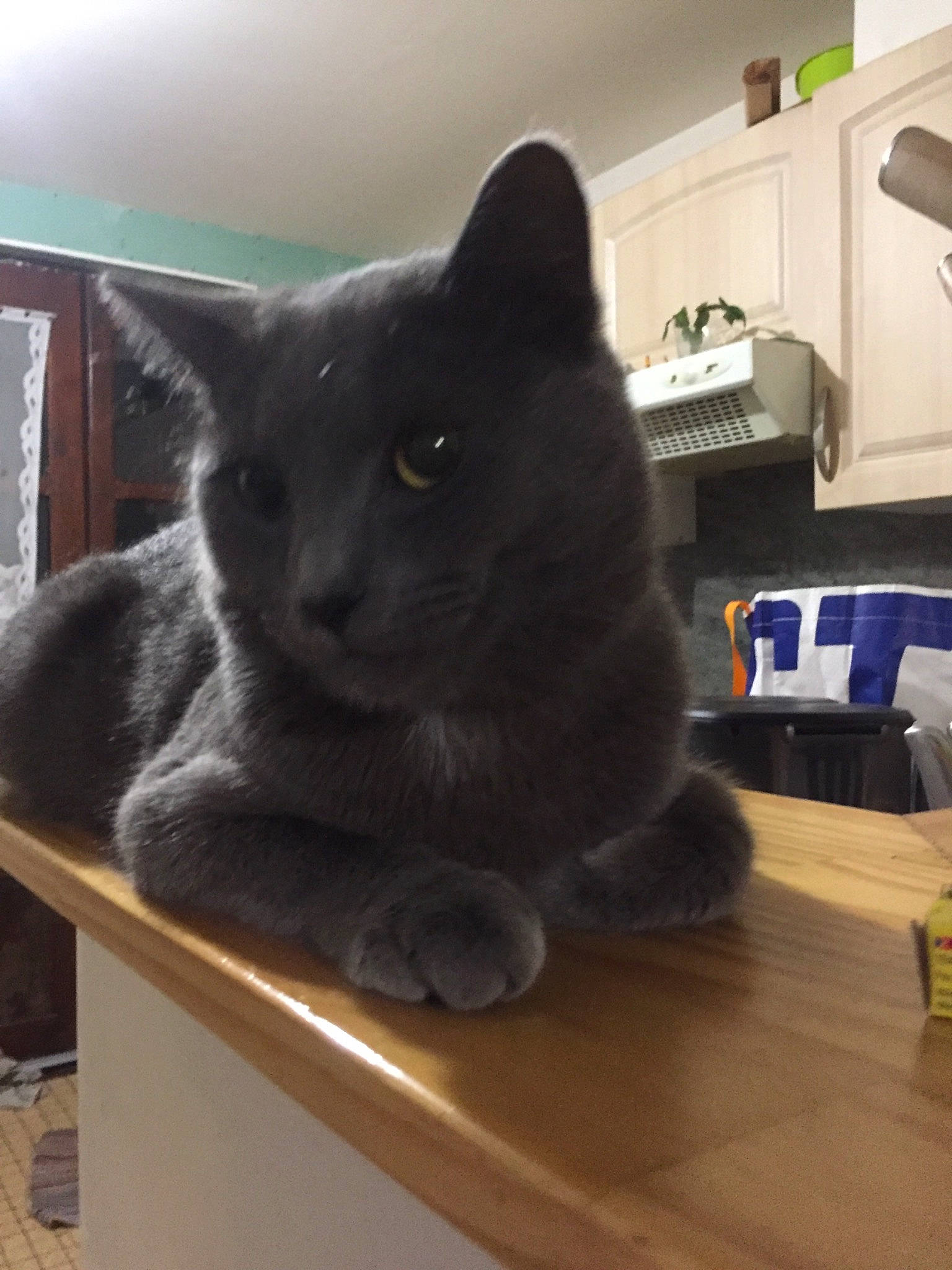 Minoichka a rejoint le concours — aidez-le/la à gagner de superbes lots ! black_cat, box, carnivore, cat, chartreux, comfort, domestic_short_haired_cat, felidae, flooring, fur, grey, hardwood, room, russian_blue, small_to_medium_sized_cats, table, tail, whiskers, window, wood