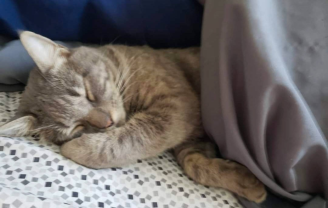 Smokey is registered to the contest to win money with this photo: carnivore, cat, cat_bed, cat_supply, claw, comfort, domestic_short_haired_cat, fawn, felidae, fur, linens, nap, paw, sleep, small_to_medium_sized_cats, tail, whiskers