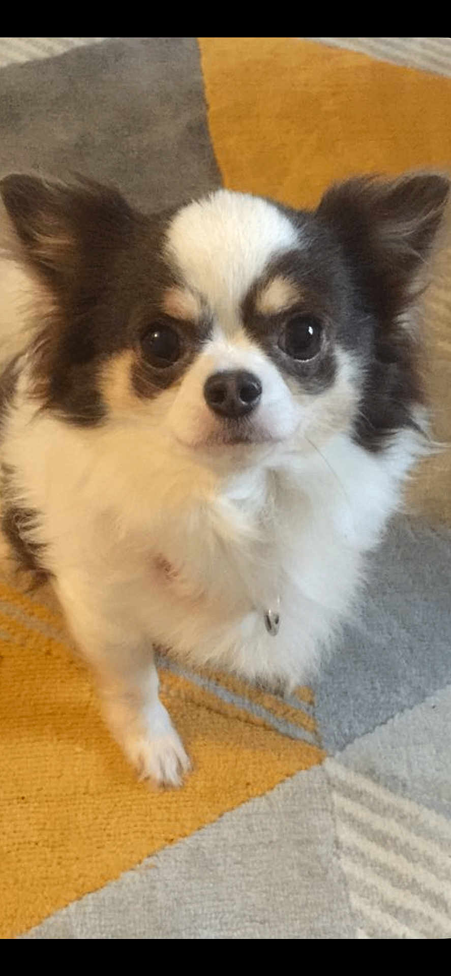 Gizmo