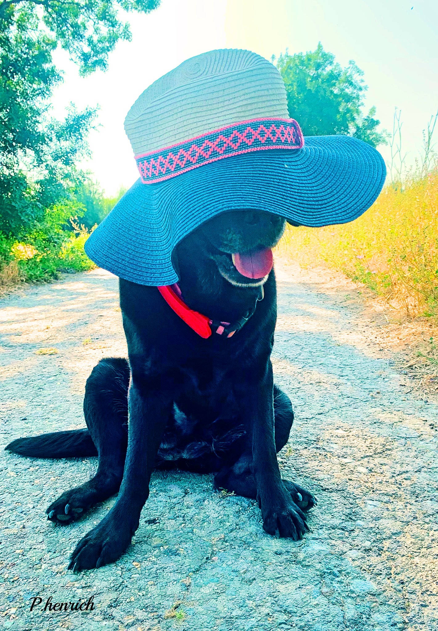 Gaby participe au concours pour gagner de l'argent avec cette photo : canidae, carnivore, companion_dog, dog, dog_breed, dog_collar, electric_blue, fashion_accessory, grass, hat, personal_protective_equipment, plant, recreation, sky, snout, sporting_group, sun_hat, tail, tree, working_animal