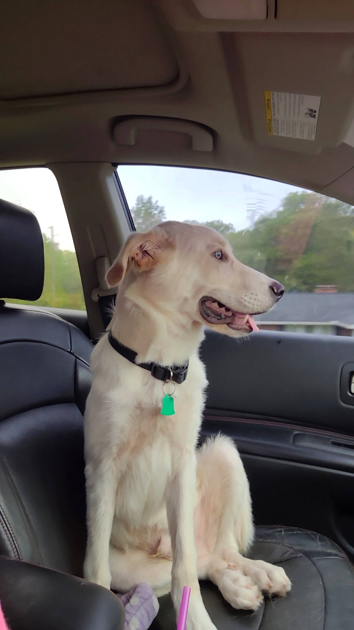 Lucky joined the competition — help win amazing prizes! auto_part, automotive_exterior, automotive_mirror, car, car_seat, carnivore, collar, companion_dog, dog, dog_breed, dog_collar, fawn, land_vehicle, rear_view_mirror, snout, sporting_group, vehicle, vehicle_door, window, windshield