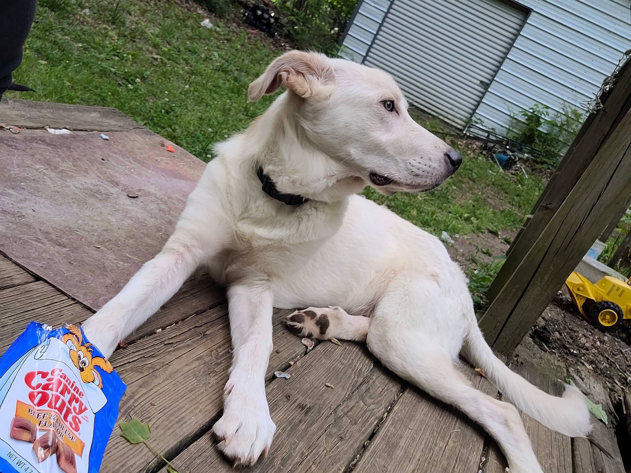 Lucky is registered to the contest to win money with this photo: canidae, carnivore, collar, companion_dog, dog, dog_breed, dog_collar, dog_supply, fawn, fence, pet_supply, plant, snout, sporting_group, tail, terrestrial_animal, tire, vehicle, wheel, working_animal