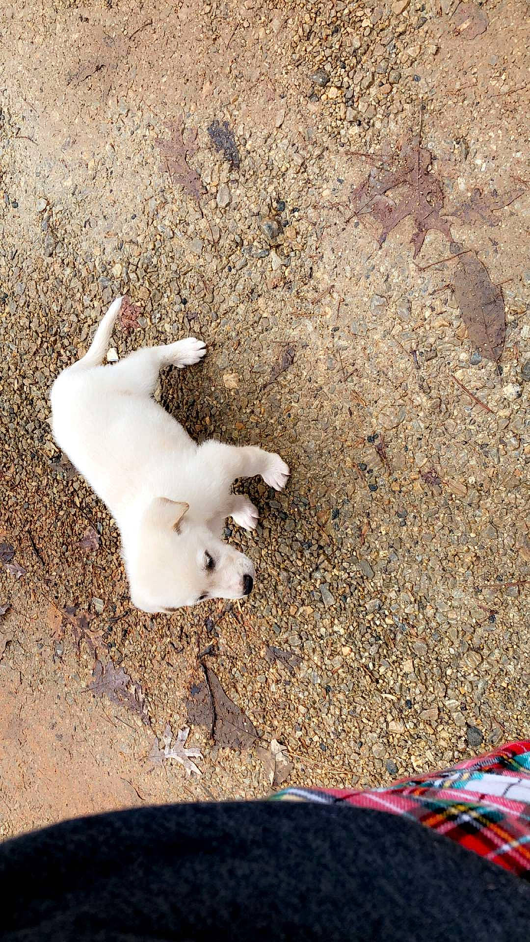 Lucky joined the competition — help win amazing prizes! asphalt, concrete, foot, grass, human_leg, landscape, road_surface, sand, shadow, soil, tail, wood