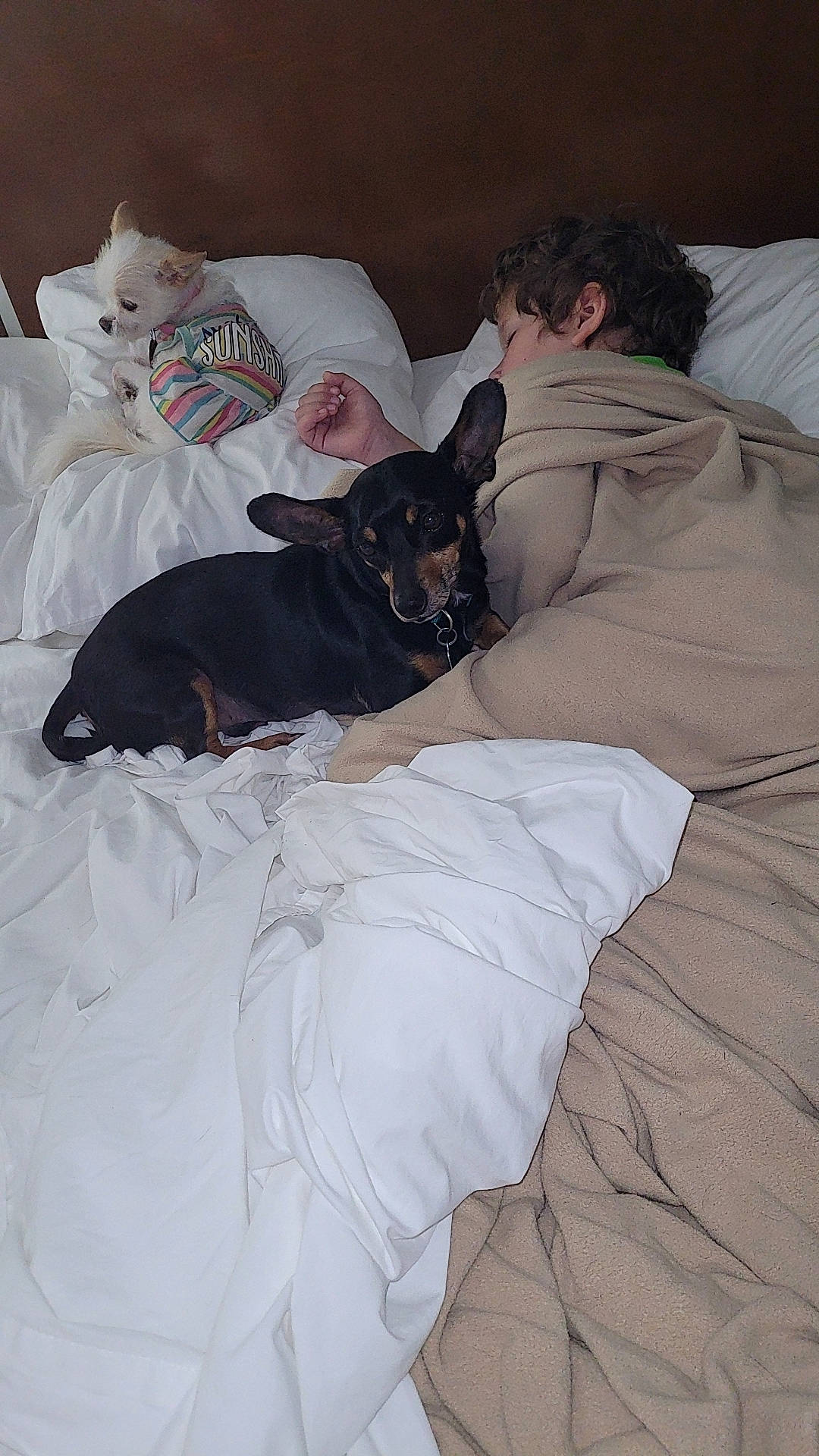 Theo is registered to the contest to win money with this photo: bed, bed_sheet, bedding, bedroom, carnivore, comfort, companion_dog, dog, dog_breed, dog_supply, duvet, felidae, fur, grey, linens, pillow, sporting_group, t_shirt, toy_dog, working_animal