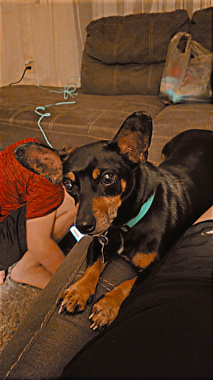 Theo is registered to the contest to win money with this photo: bag, canidae, carnivore, chair, collar, comfort, companion_dog, couch, dog, dog_breed, fawn, flooring, guard_dog, hat, shorts, sitting, sporting_group, toy_dog, working_animal, working_dog