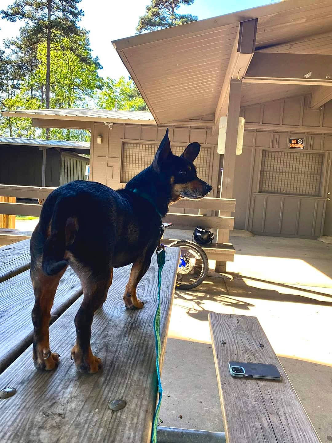 Theo joined the competition — help win amazing prizes! building, carnivore, collar, dog, dog_breed, dog_collar, door, electric_blue, fawn, flooring, house, roof, siding, sky, sporting_group, tints_and_shades, tree, window, wood, working_animal